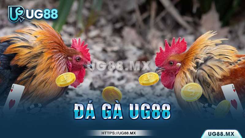 Câu hỏi thường gặp khi chơi đá gà online tại UG88